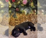 Small Photo #3 Cane Corso Puppy For Sale in ATASCOCITA, TX, USA