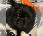 Small #8 Shih Tzu