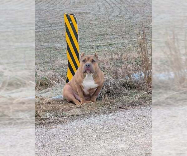 Medium Photo #4 American Pit Bull Terrier Puppy For Sale in Evansville, IN, USA