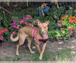 Small #2 Feist Terrier Mix
