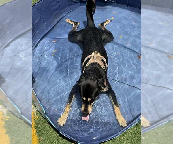 Medium Photo #23 Shepradors Puppy For Sale in Greenbelt, MD, USA