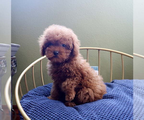Medium Photo #5 Poodle (Toy) Puppy For Sale in LOS ANGELES, CA, USA