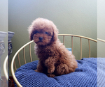 Small #4 Poodle (Toy)