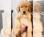 Small Photo #6 Golden Retriever Puppy For Sale in SAN JOSE, CA, USA