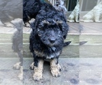 Small Photo #52 Aussiedoodle Miniature  Puppy For Sale in COMMERCE, MI, USA