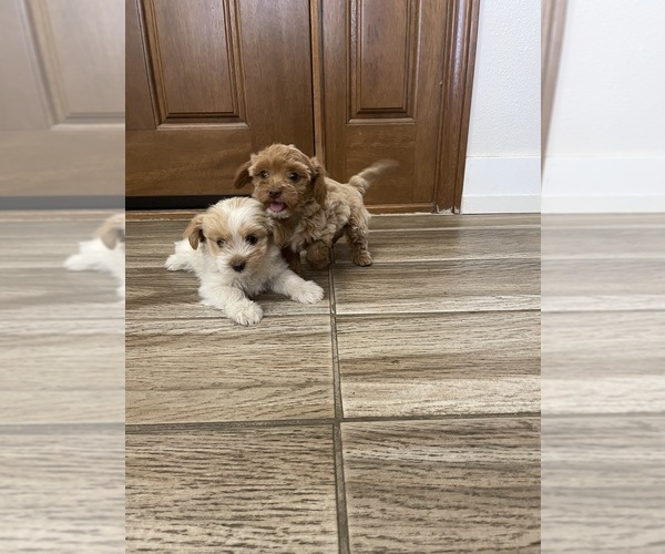 Medium Photo #21 Maltipoo Puppy For Sale in APPLE VALLEY, CA, USA