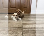 Small #20 Maltipoo