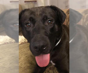 Labrador Retriever-Unknown Mix Dogs for adoption in Atlanta, GA, USA