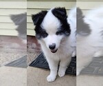 Puppy 2 Pomsky