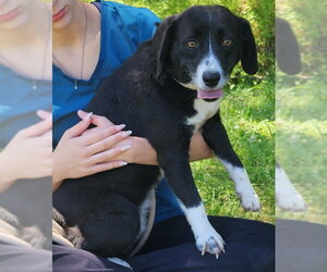 Australian Shepherd-Beagle Mix Dogs for adoption in Wetumpka, AL, USA