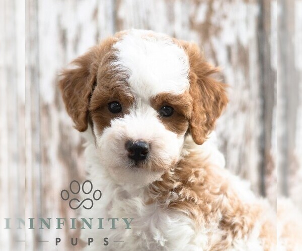 Medium Photo #3 Goldendoodle (Miniature) Puppy For Sale in SUNBURY, PA, USA