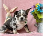 Small Photo #6 French Bulldog Puppy For Sale in RISING SUN, MD, USA