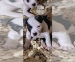 Small Photo #5 American Bully Puppy For Sale in WALLINGFORD, CT, USA