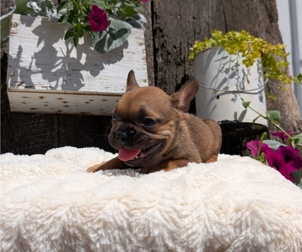 Medium Photo #11 French Bulldog Puppy For Sale in GOSHEN, IN, USA
