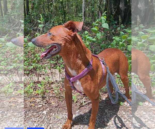 Medium Photo #3 Mutt Puppy For Sale in Farmerville, LA, USA