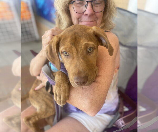 Medium Photo #10 Mutt Puppy For Sale in Mount Laurel, NJ, USA