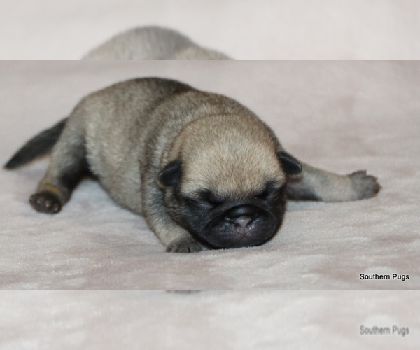 Medium Photo #10 Pug Puppy For Sale in WINNSBORO, TX, USA