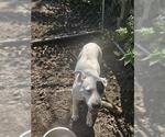 Small Photo #2 American Staffordshire Terrier-Unknown Mix Puppy For Sale in San Antonio, TX, USA