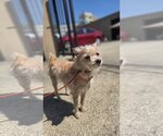 Small #2 Cairn Terrier Mix