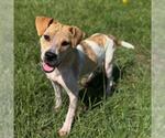 Small #1 American Pit Bull Terrier Mix