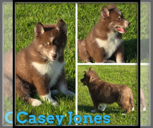 Siberian Husky Puppy for sale in WHEELER, MI, USA
