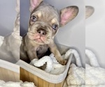 Puppy Frankie French Bulldog