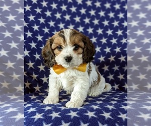 Cavapoo Puppy for sale in NOTTINGHAM, PA, USA
