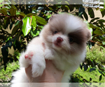 Small Photo #13 Pomeranian Puppy For Sale in WEST PALM BEACH, FL, USA