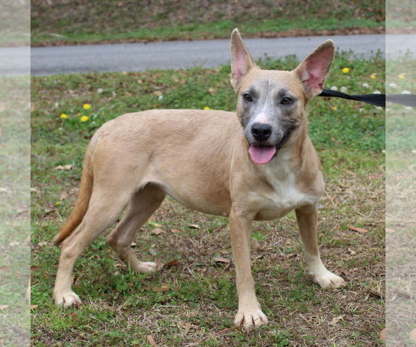 Medium Photo #4 Mutt Puppy For Sale in Prattville, AL, USA