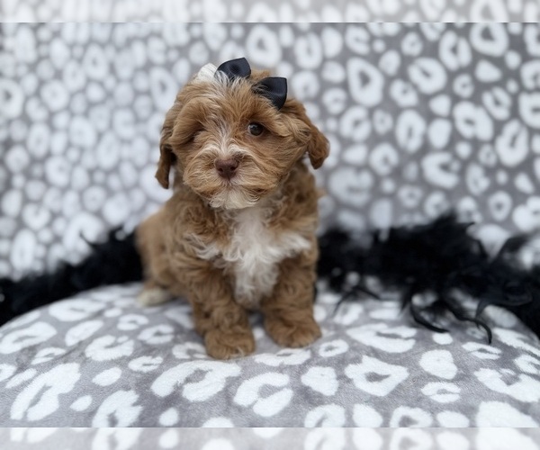 Medium Photo #8 Shih-Poo Puppy For Sale in LAKELAND, FL, USA