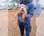 Puppy Puppy 2 Male American Bully