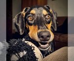 Small Photo #7 Doberman Pinscher-Unknown Mix Puppy For Sale in Buffalo, MN, USA