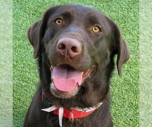 Labrador Retriever Dogs for adoption in San Diego, CA, USA