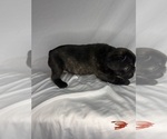 Litter of 5 - Female French BulldogLitter of Puppies for Sale - Photo #12