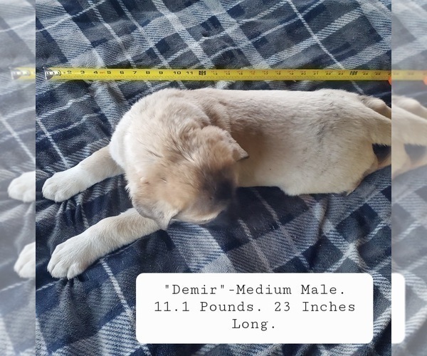 Medium Photo #10 Kangal Dog Puppy For Sale in SILVER LAKE, OR, USA