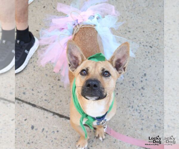 Medium Photo #7 Mutt Puppy For Sale in Washington, DC, USA