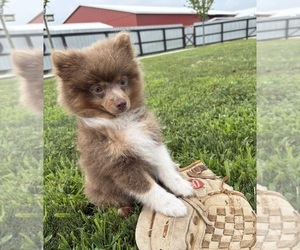 Pomeranian Puppy for sale in MIDDLEBURY, IN, USA