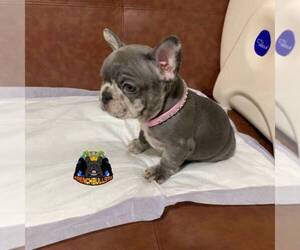 American French Bull Terrier Dogs for adoption in NEW CASTLE, VA, USA