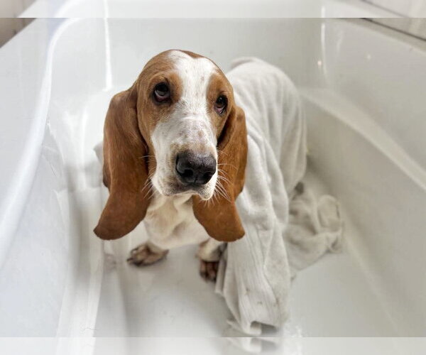 Medium Photo #2 Basset Hound Puppy For Sale in Deepwater, NJ, USA