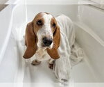Small Photo #2 Basset Hound Puppy For Sale in Deepwater, NJ, USA