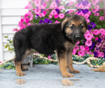 Puppy Jane German Shepherd Dog