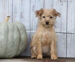 Small Photo #1 Foodle Puppy For Sale in FREDERICKSBG, OH, USA