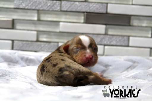 Medium Photo #5 Yorkshire Terrier Puppy For Sale in KELLER, TX, USA