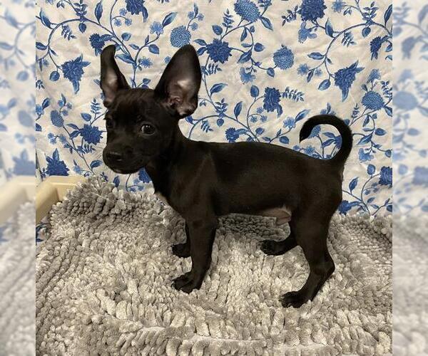 Medium Photo #1 Chihuahua-Unknown Mix Puppy For Sale in Modesto, CA, USA