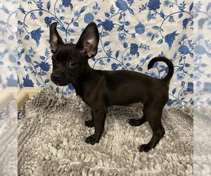 Chihuahua-Unknown Mix Dogs for adoption in Modesto, CA, USA