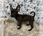 Small Chihuahua Mix