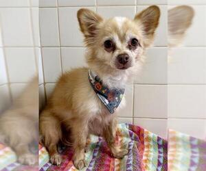 Chihuahua-Unknown Mix Dogs for adoption in San Antonio, TX, USA