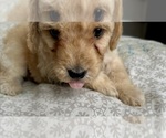 Small Photo #43 Goldendoodle (Miniature) Puppy For Sale in PENSACOLA, FL, USA