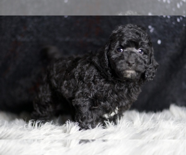Medium Photo #5 Poodle (Toy) Puppy For Sale in WARSAW, IN, USA