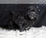 Small #4 Poodle (Toy)